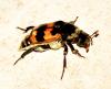 Nicrophorus vespillo